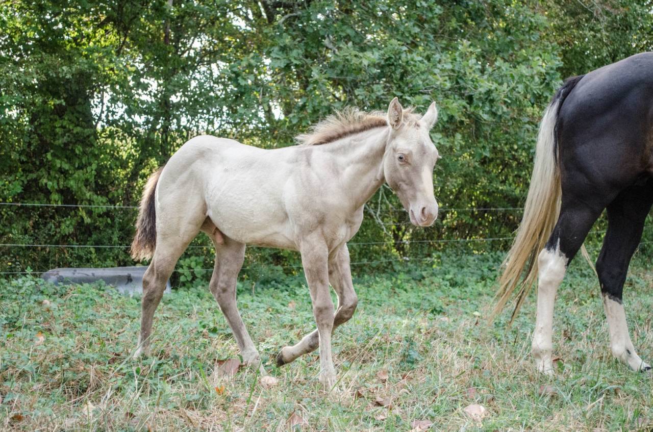 Poulain paint horse champagne classic dun 