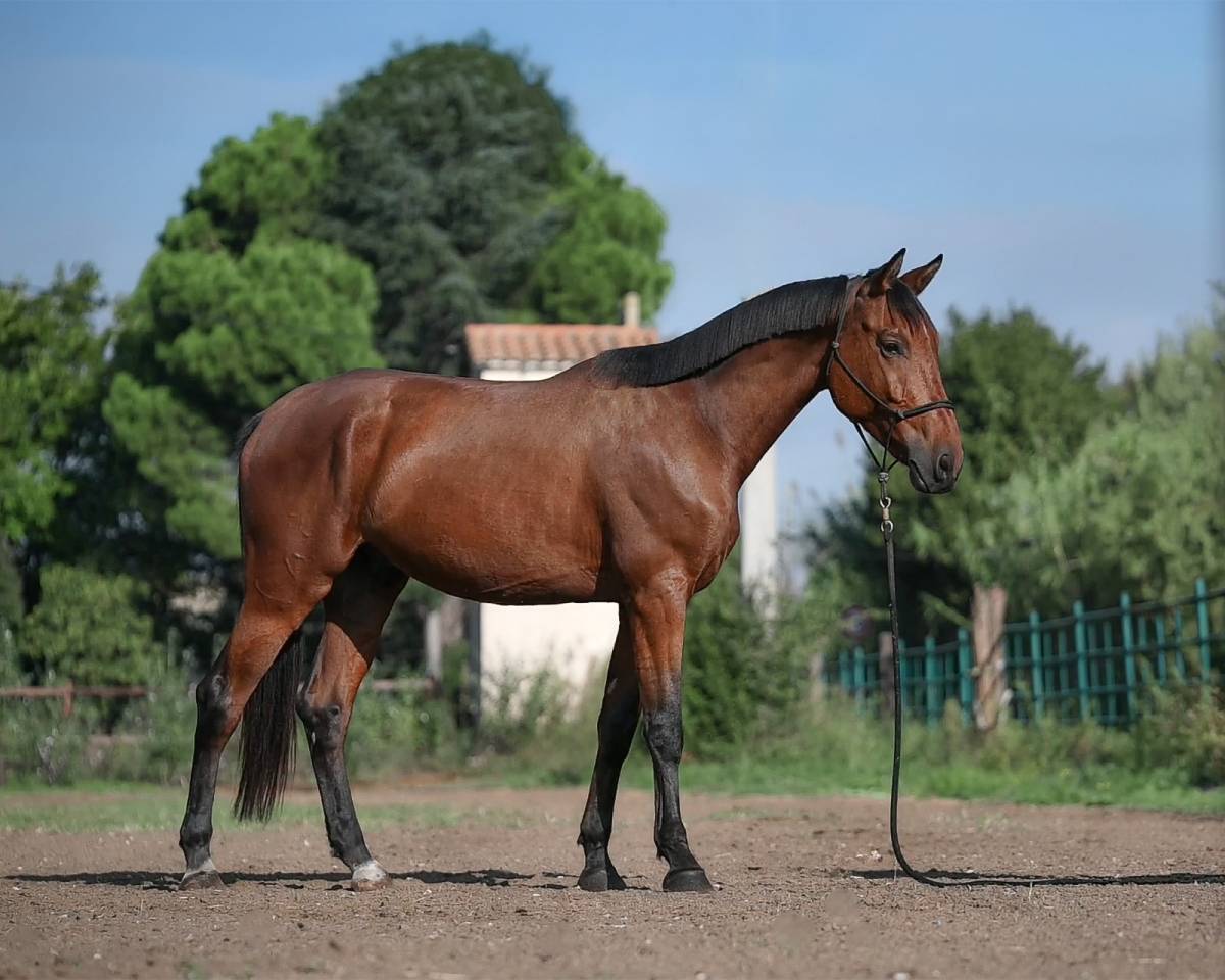 Jeune cheval de sport 