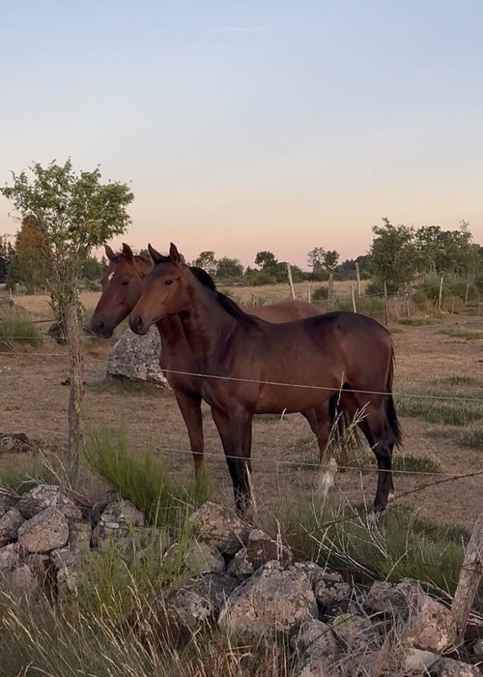 Poulain de 2 ans par Million Dollar X Diamant de Semill