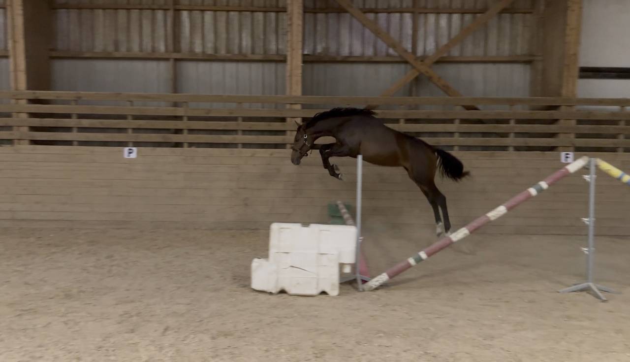 Poulain de 2 ans par Million Dollar X Diamant de Semill