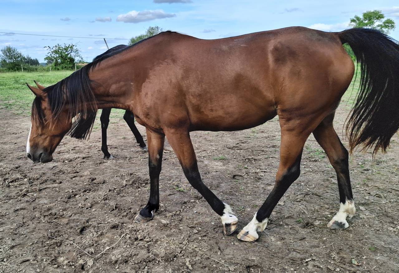 Jument trotteuse 9 ans  loisirs