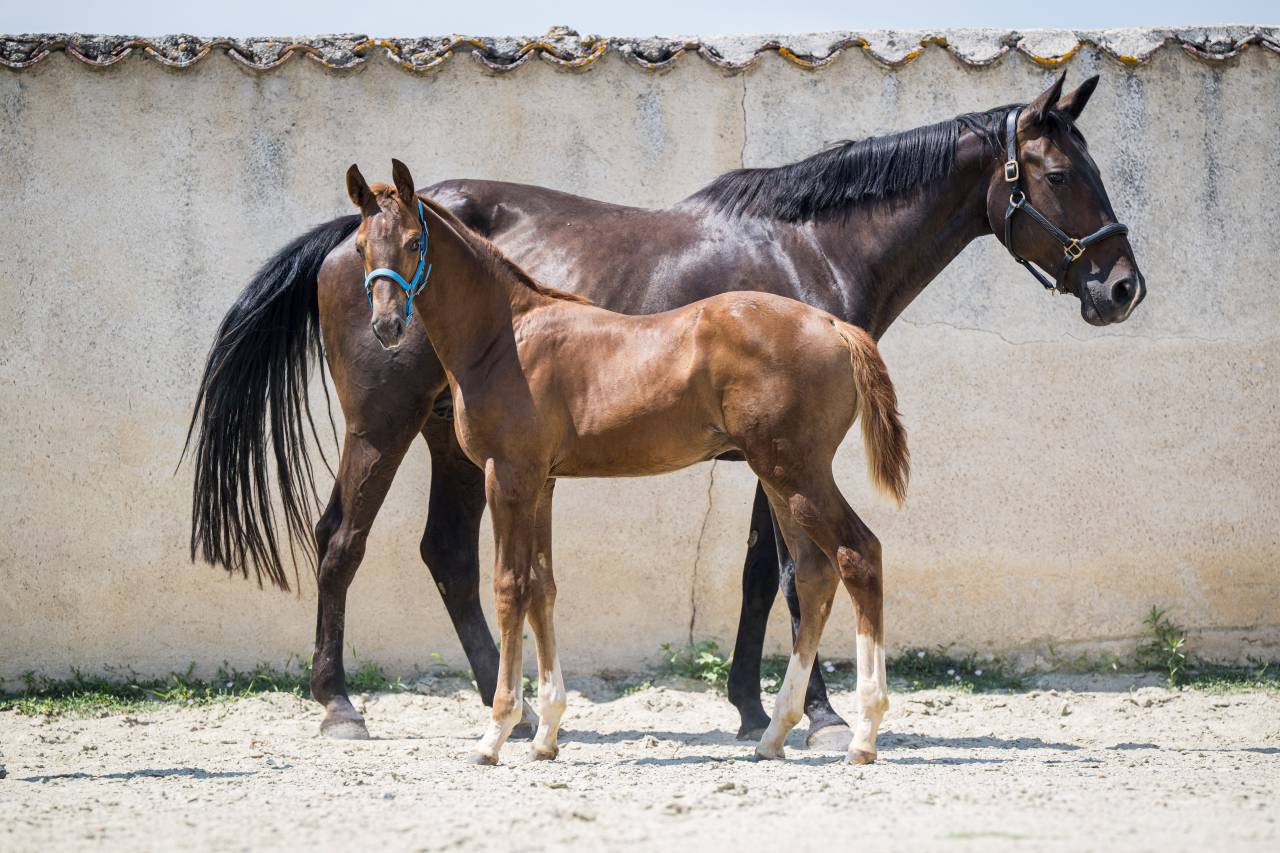 Superbe foal