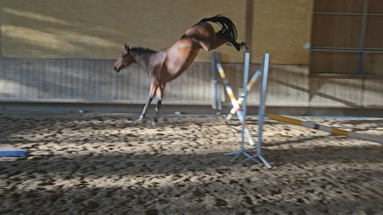 Top 4 ans X Vivant vd Heffinck 