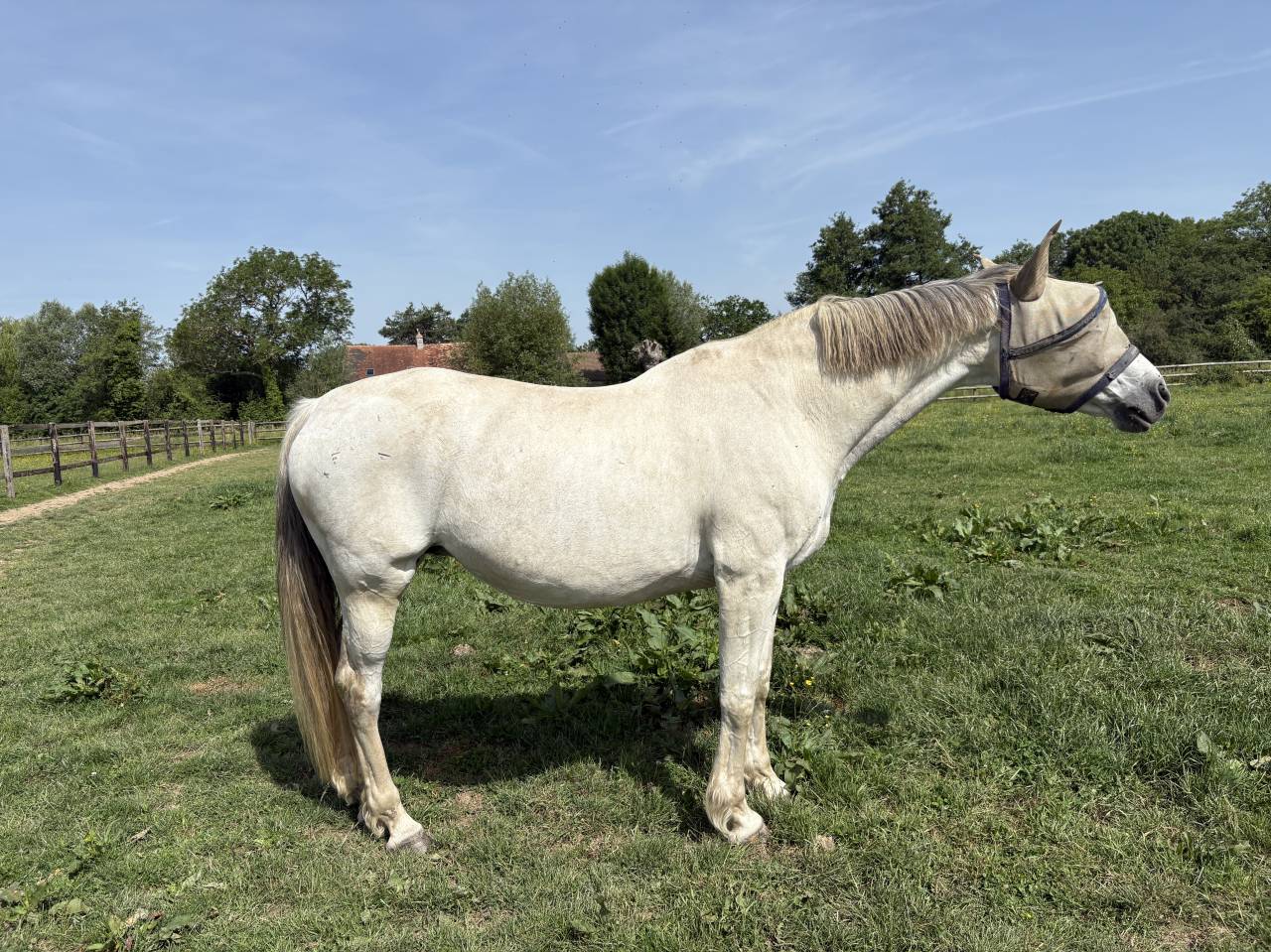Poulini&egrave;re Cso 
