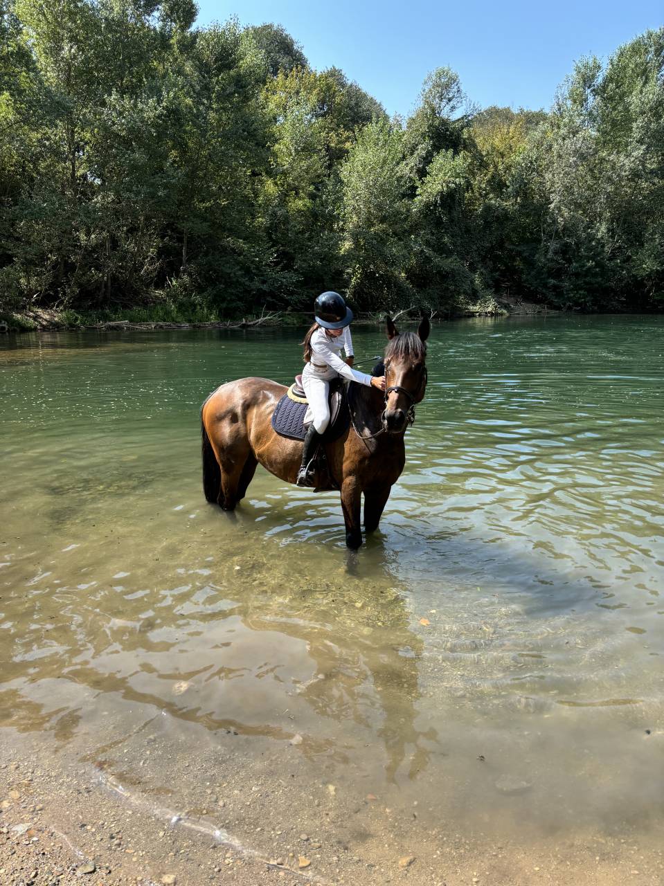 Hongre SF de 15 ans - Boy - 1m68