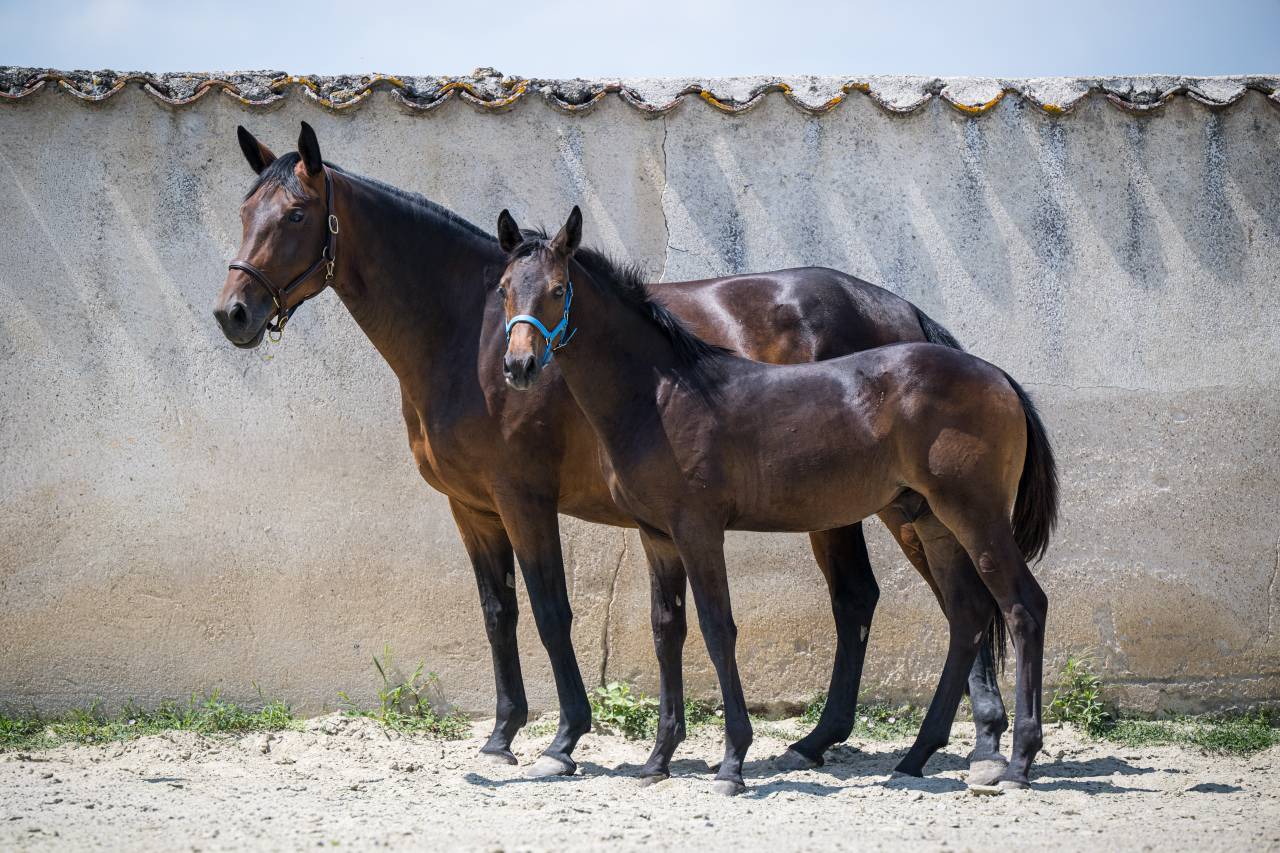 Superbe foal dressage