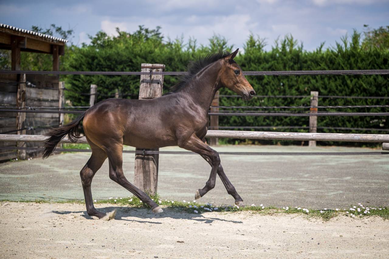 Superbe foal dressage