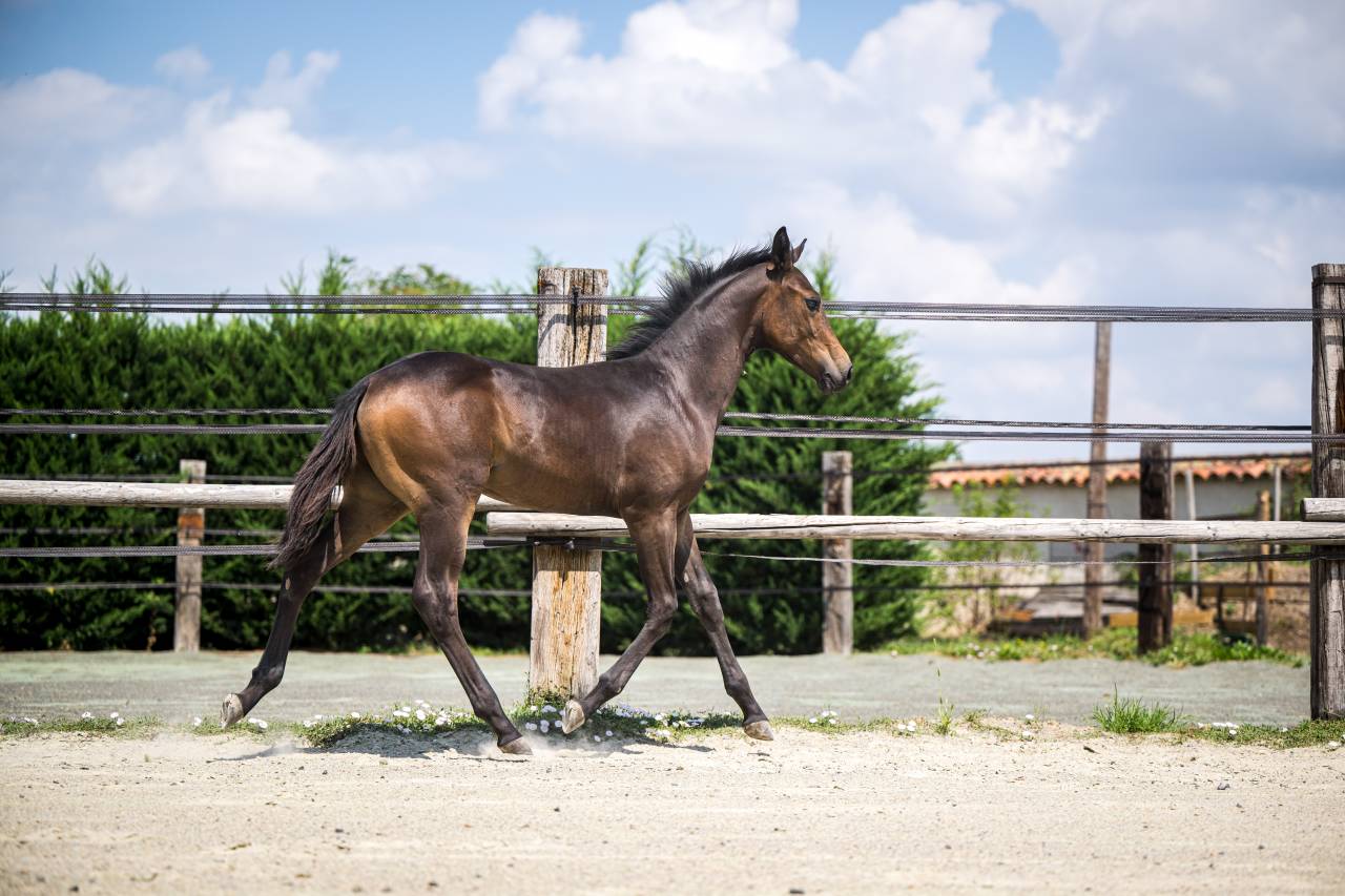 Superbe foal dressage
