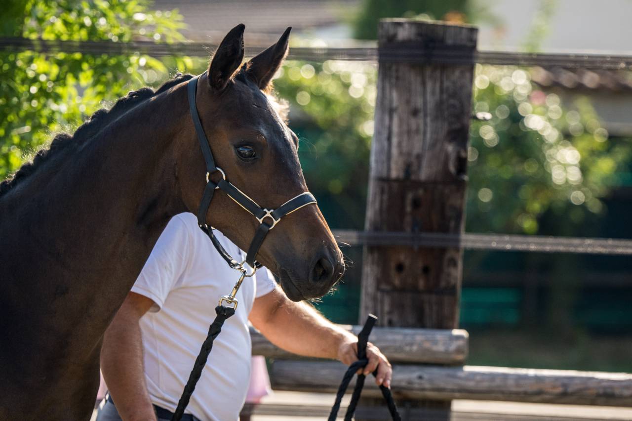Superbe foal dressage