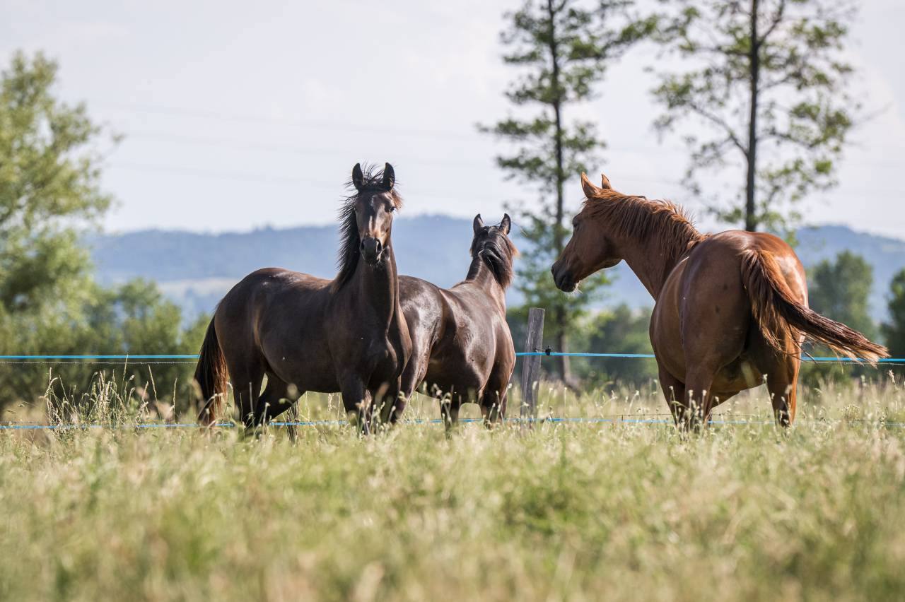 Magnifique Pouliche Dressage