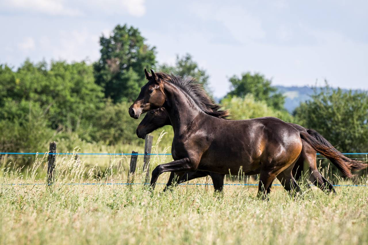 Magnifique Pouliche Dressage