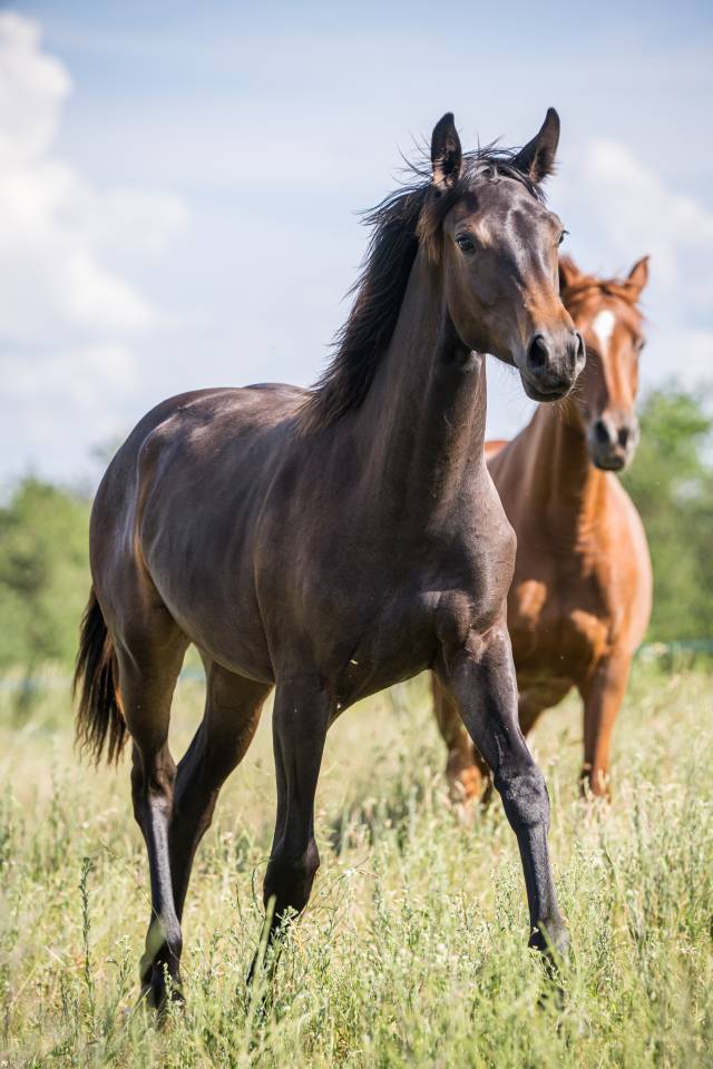 Magnifique Pouliche Dressage