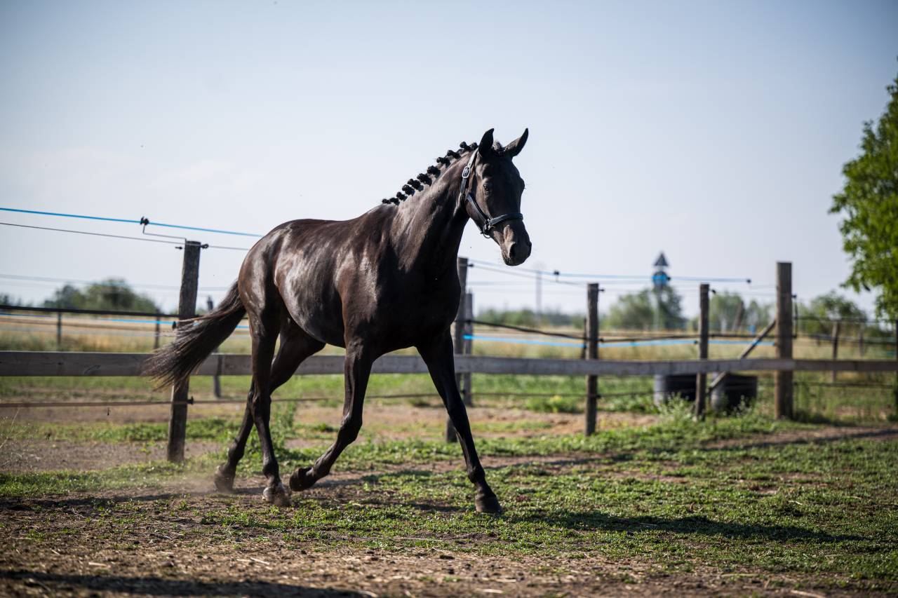 Superbe Yearling