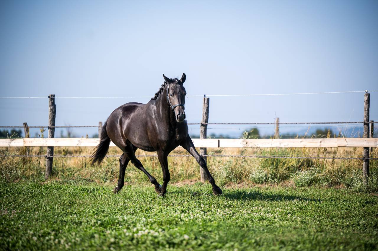 Superbe Yearling