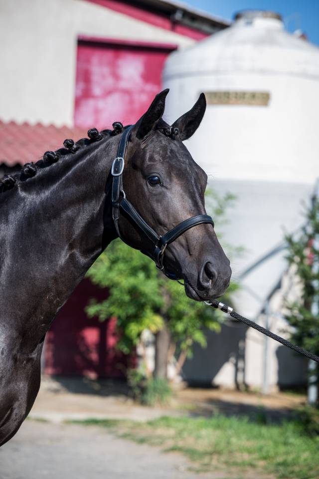 Superbe Yearling