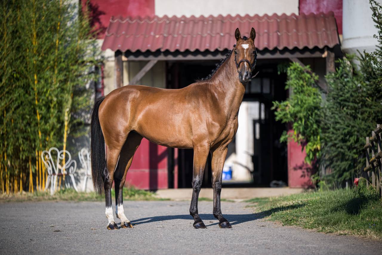 Superbe Yearling