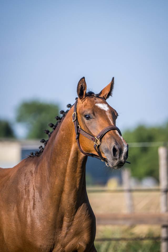 Superbe Yearling