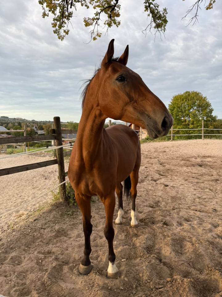 &Agrave; VENDRE SF DE 13 ans 