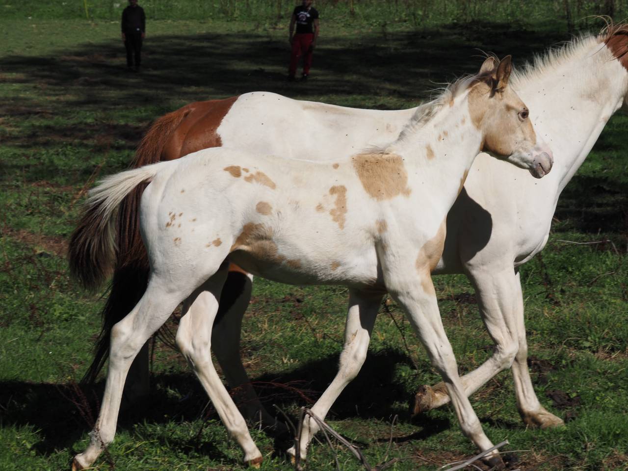 Stallion APHA 2026 champagne homozygote tobiano
