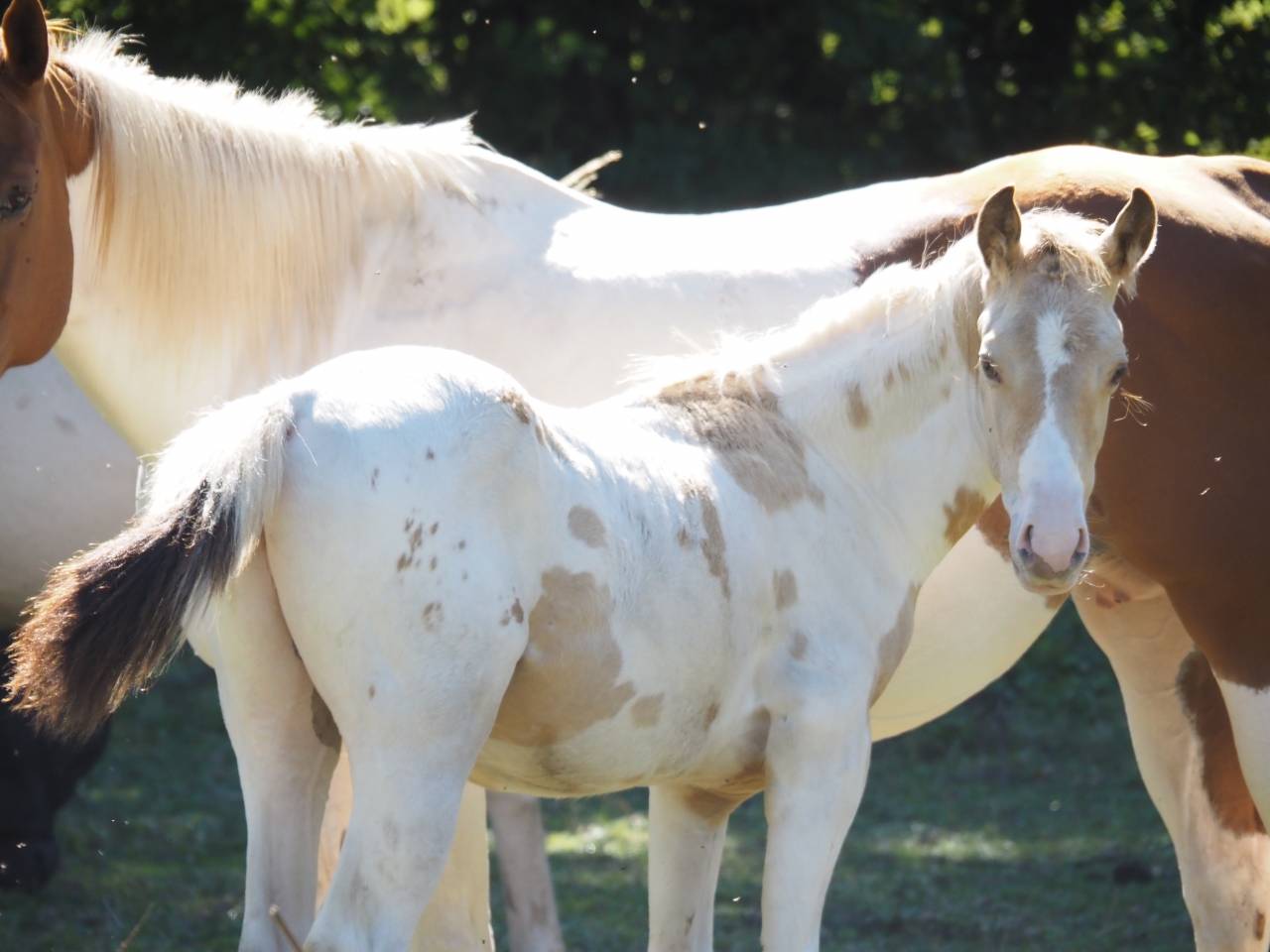 Stallion APHA 2026 champagne homozygote tobiano