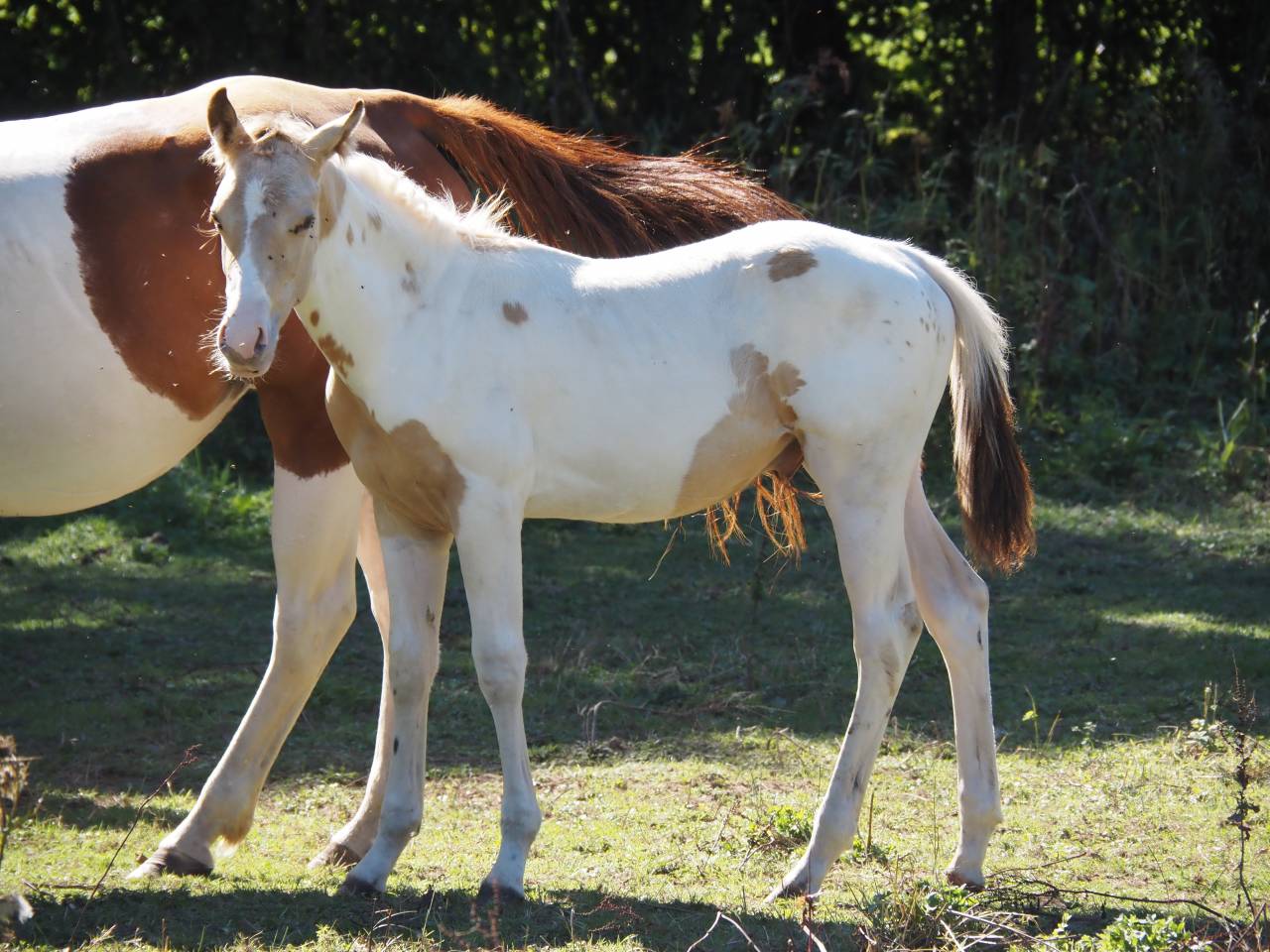 Stallion APHA 2026 champagne homozygote tobiano