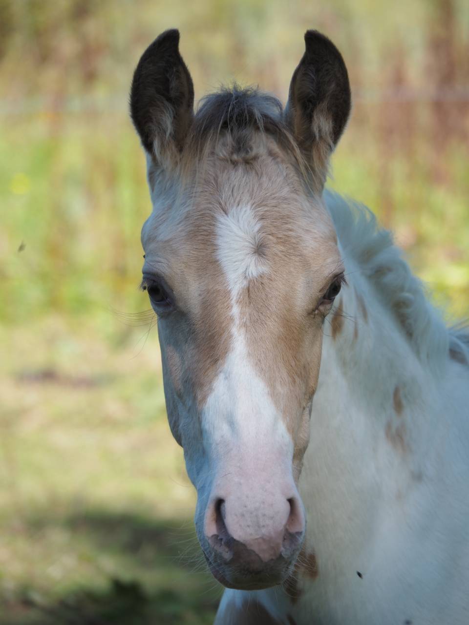 Stallion APHA 2026 champagne homozygote tobiano