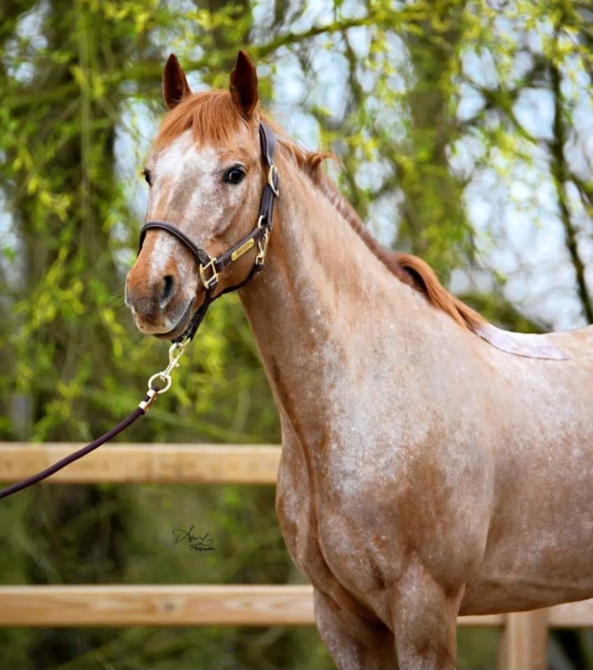 Poney D de 9 ans pour 110cm et plus