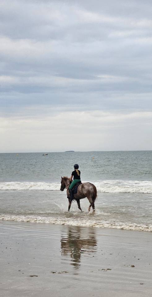 Poney D de 9 ans pour 110cm et plus