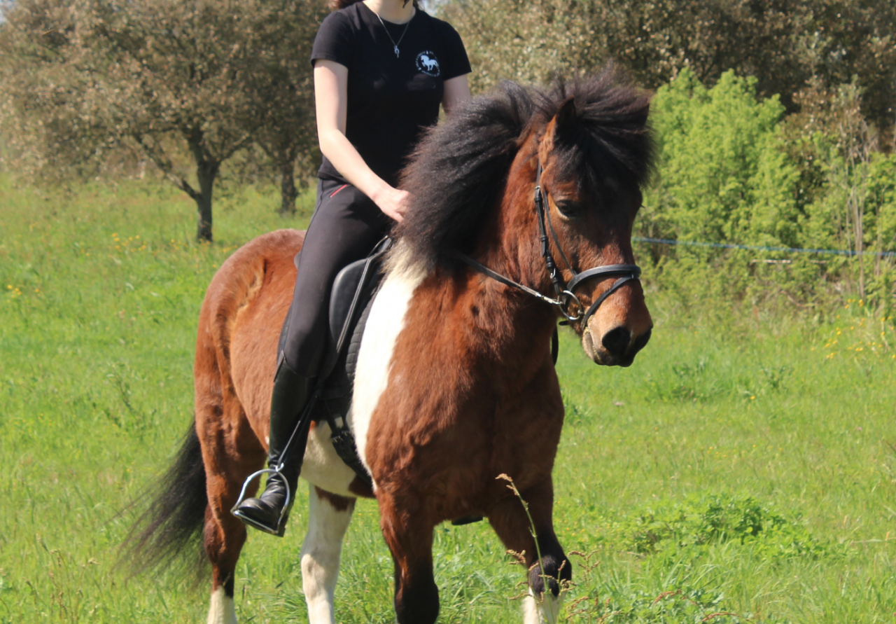 Cheval islandais