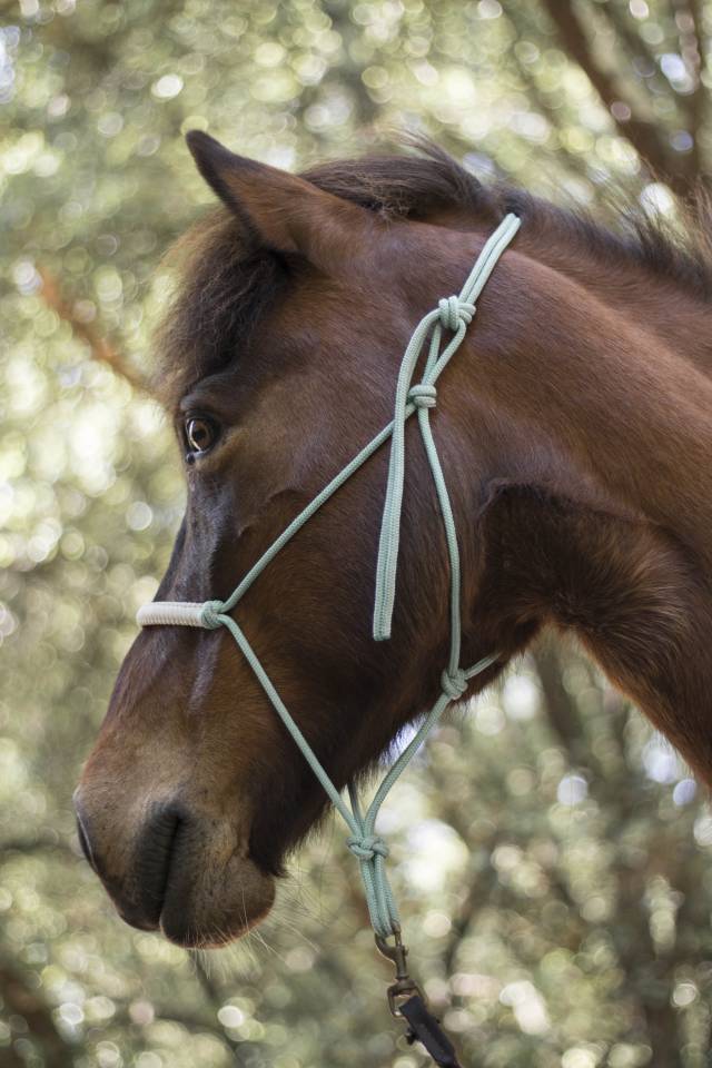 Cheval islandais