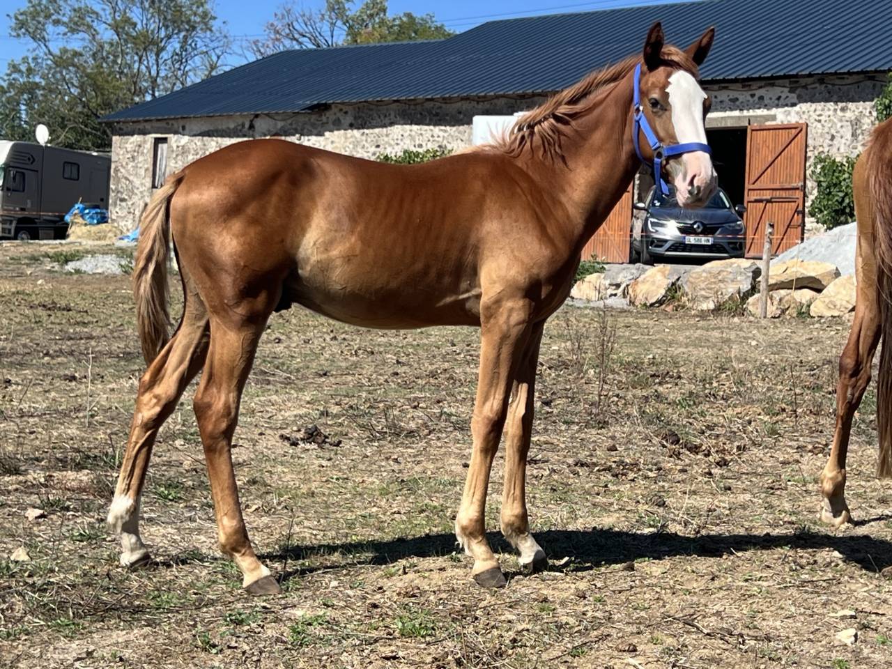 Futur cheval d&rsquo;avenir ou &eacute;talon CSO