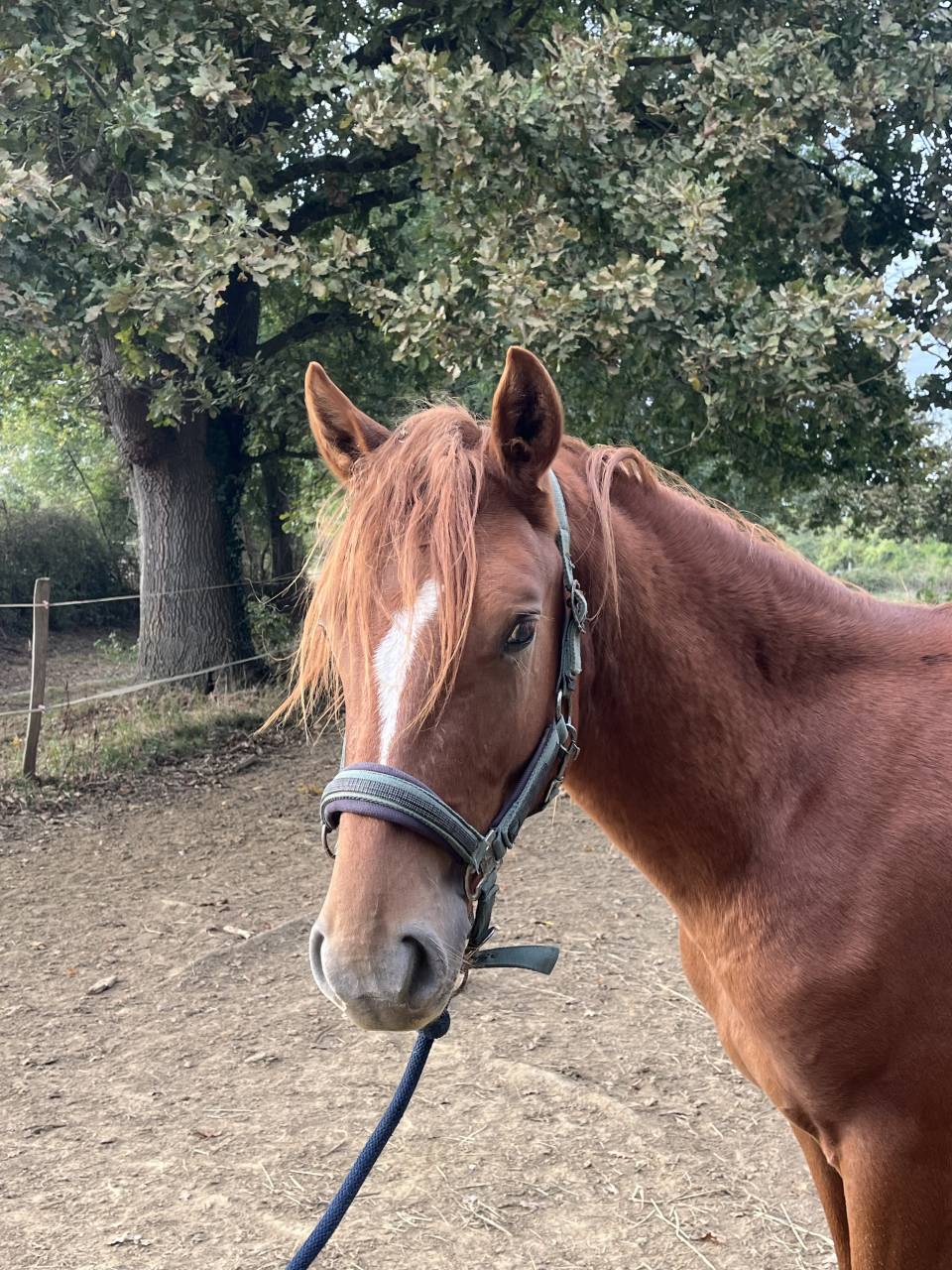 Poney par Jogry d&rsquo;Odival 
