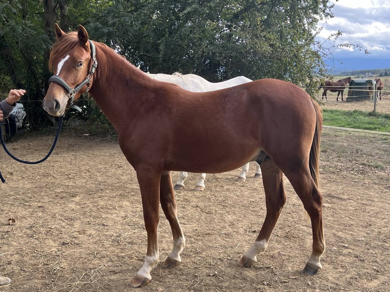 Poney par Jogry d&rsquo;Odival 