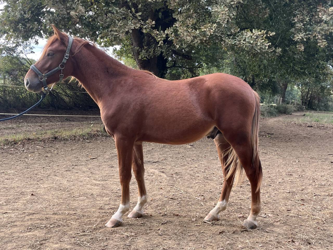Poney par Jogry d&rsquo;Odival 