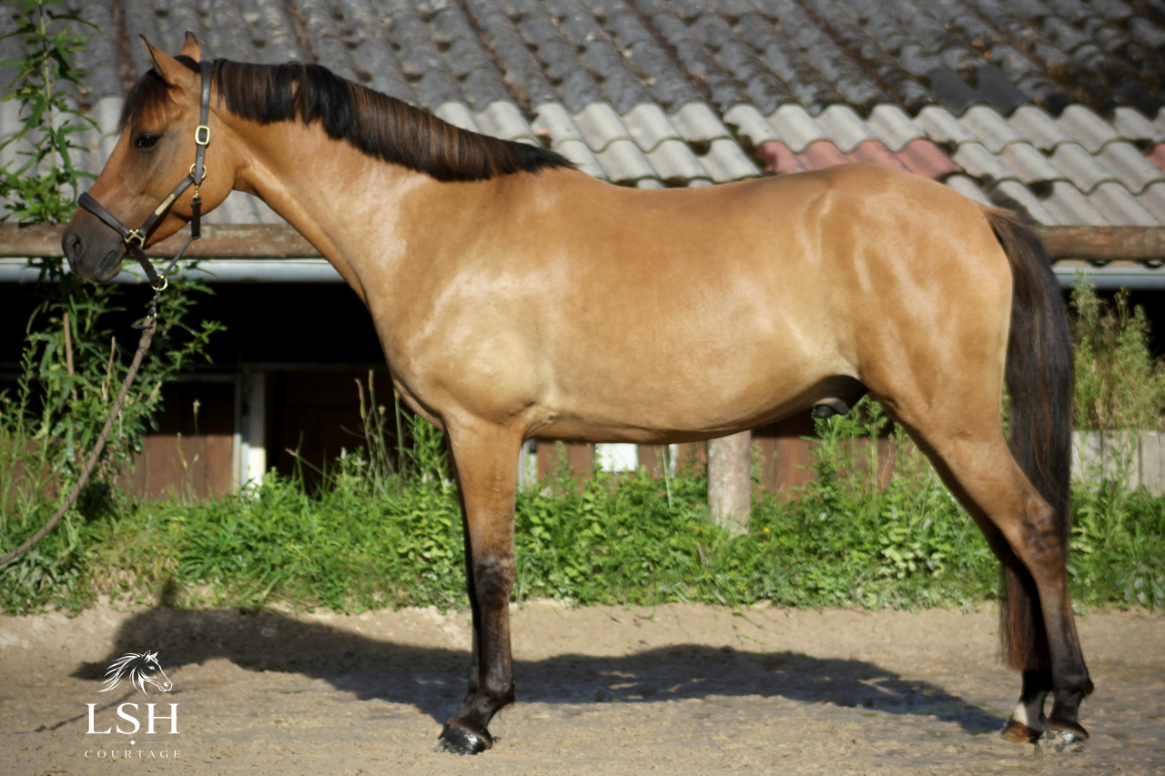 Poney D 6ans 