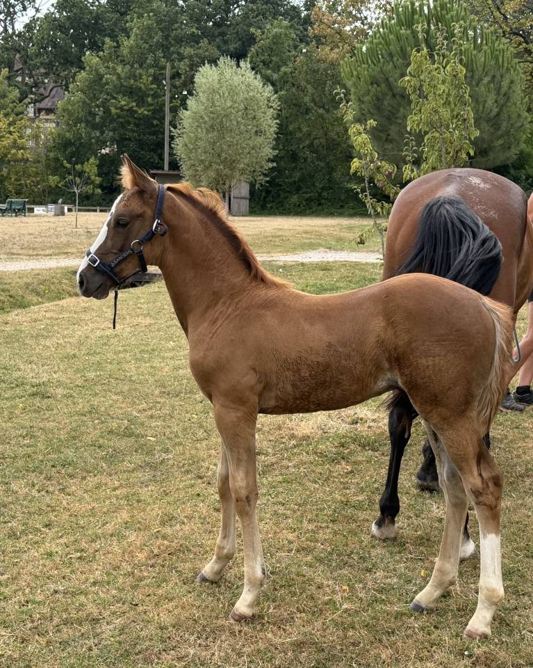 Poulain de CSO avec de magnifiques origines