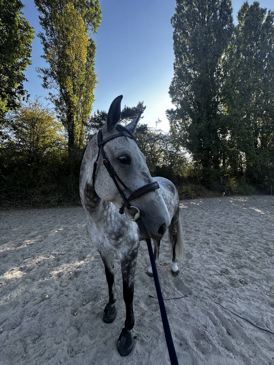 Jument &agrave; vendre 