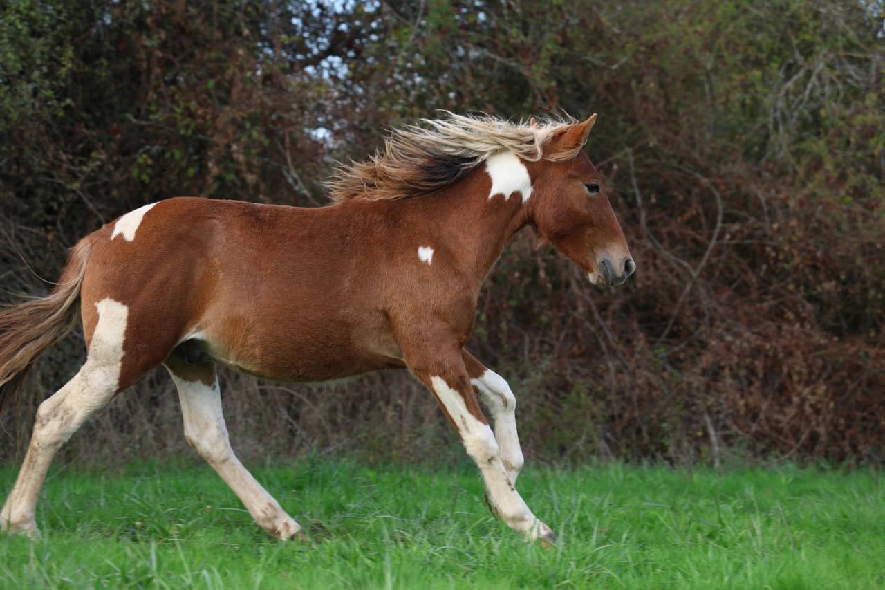 Pop Corn poney B/C