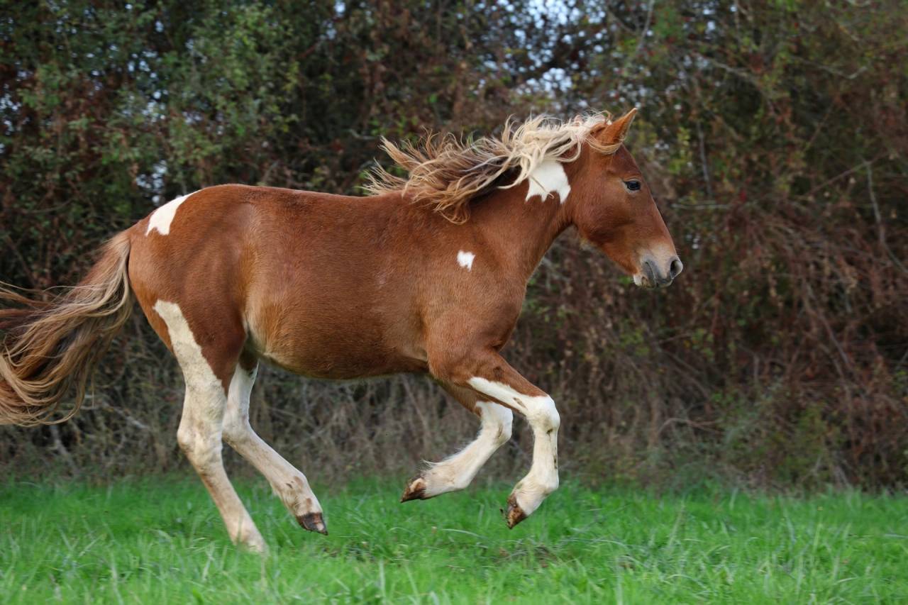 Pop Corn poney B/C
