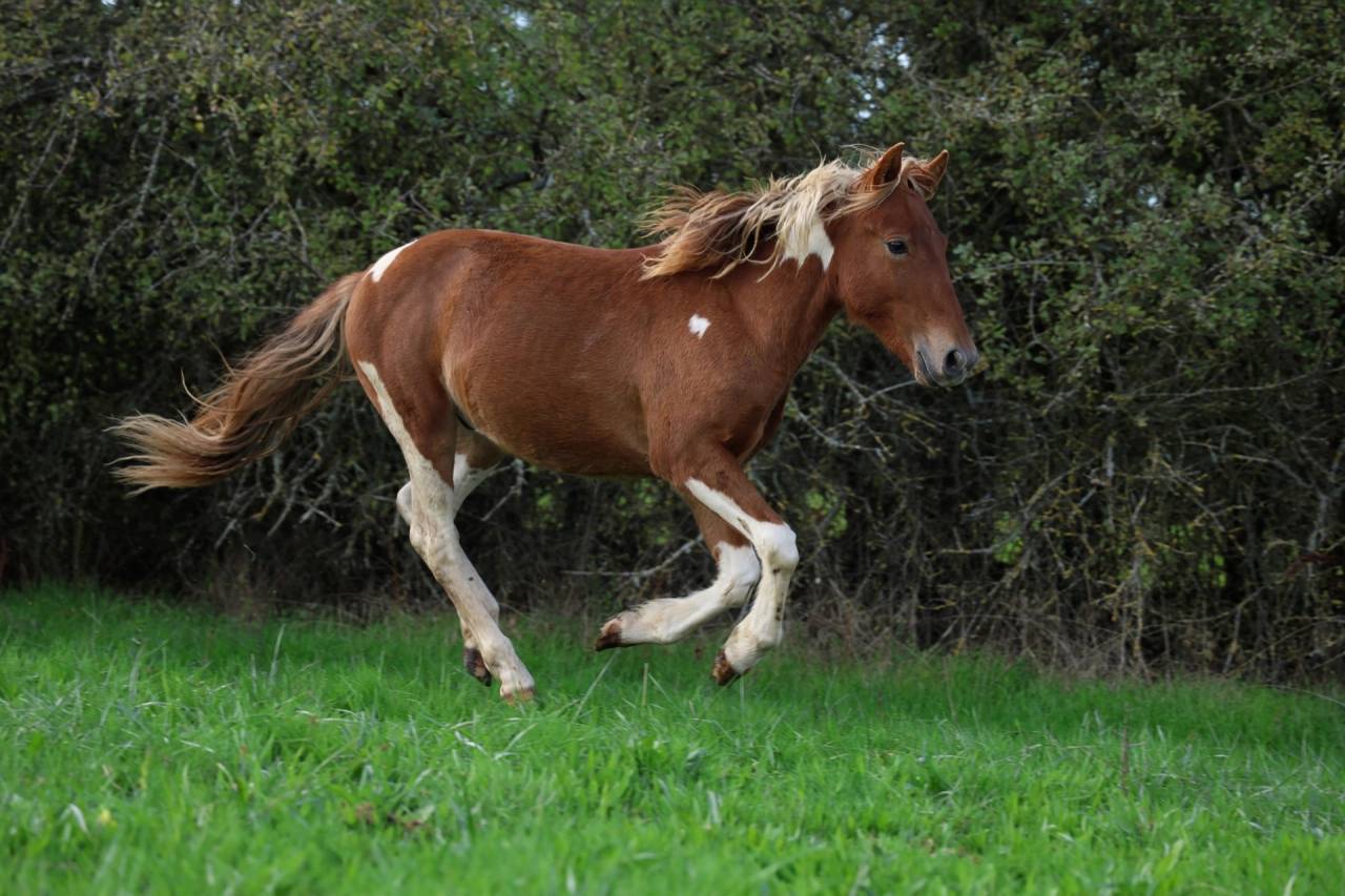 Pop Corn poney B/C