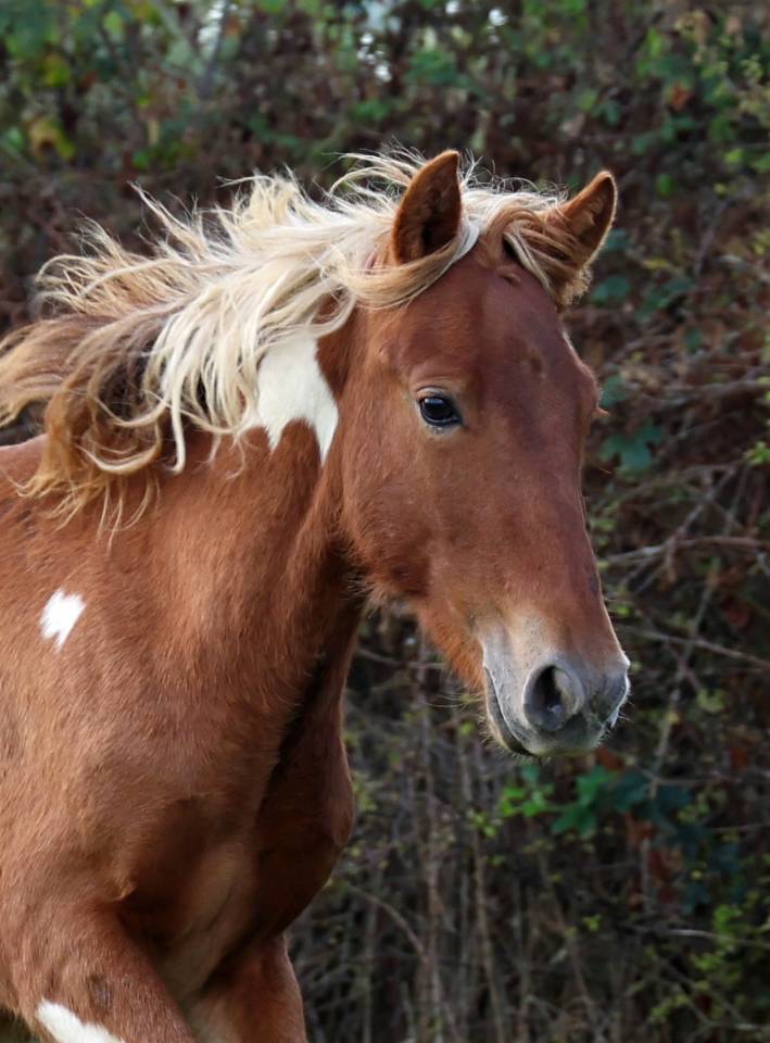 Pop Corn poney B/C