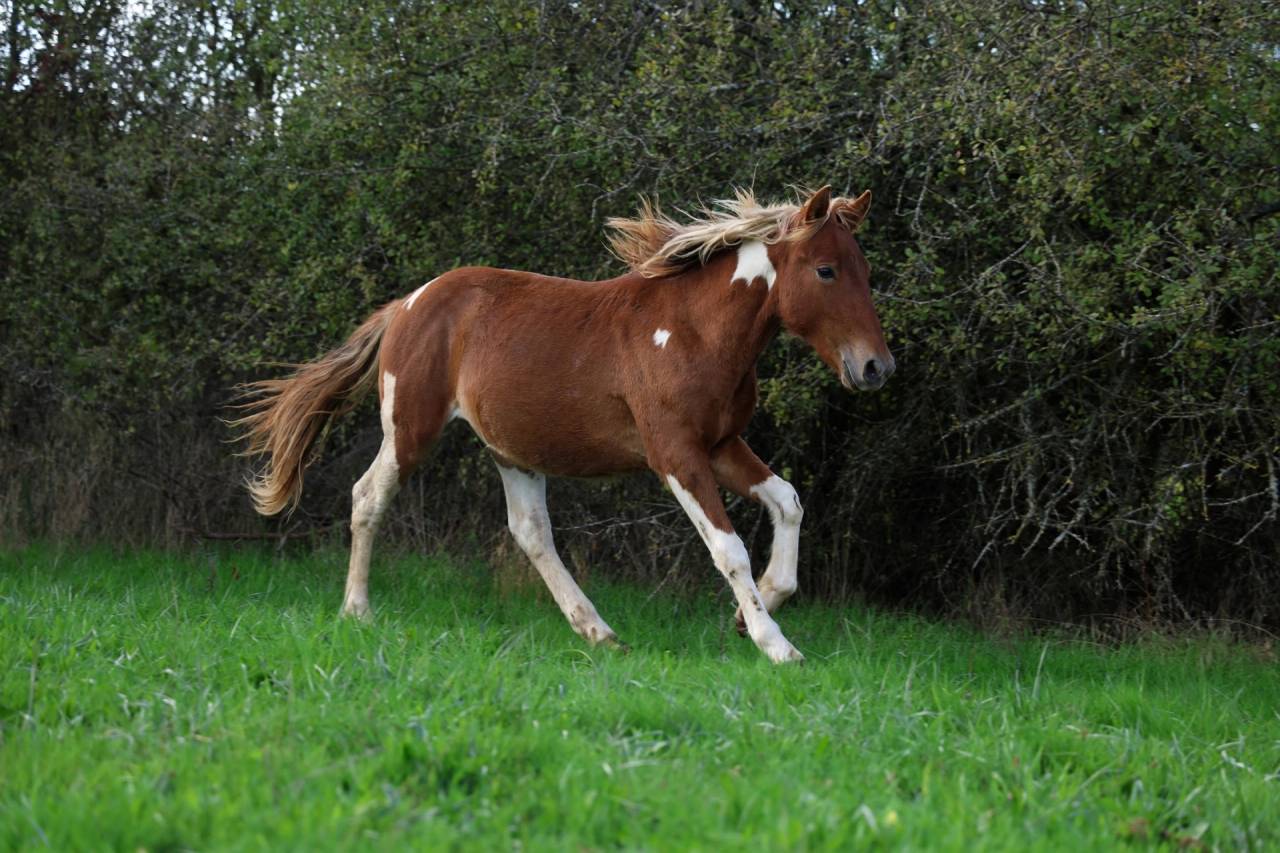 Pop Corn poney B/C