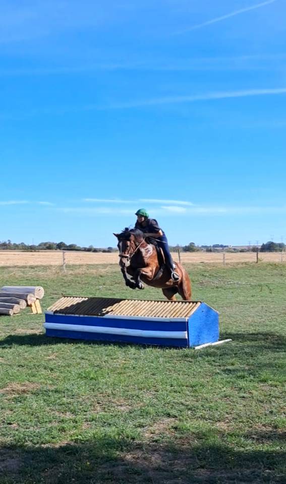 Ponette connemara 4 ans cso cce 