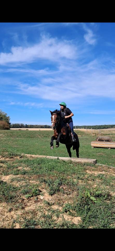 Ponette connemara 4 ans cso cce 