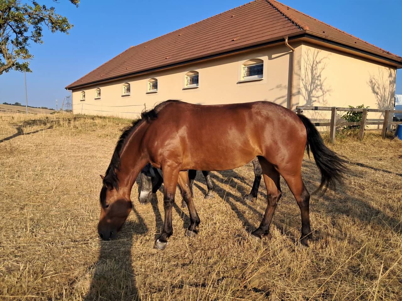 Ponette connemara 4 ans cso cce 