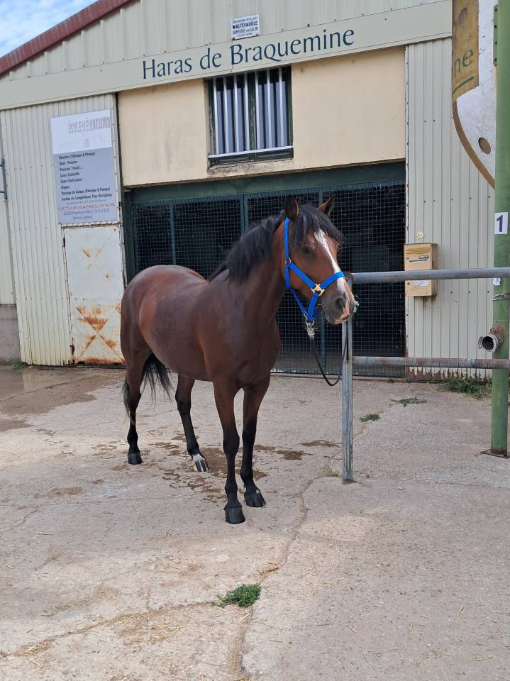Ponette connemara 4 ans cso cce 