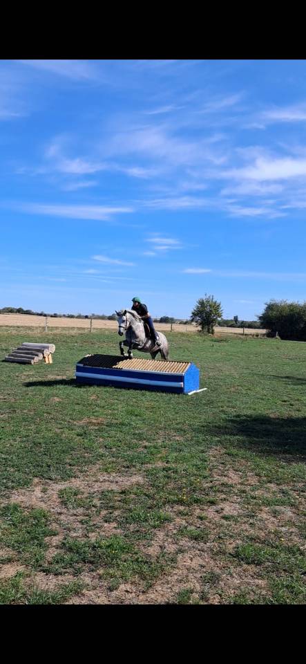Ponette connemara 4 ans cso cce 