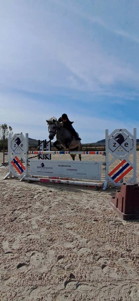 Ponette connemara 4 ans cso cce 