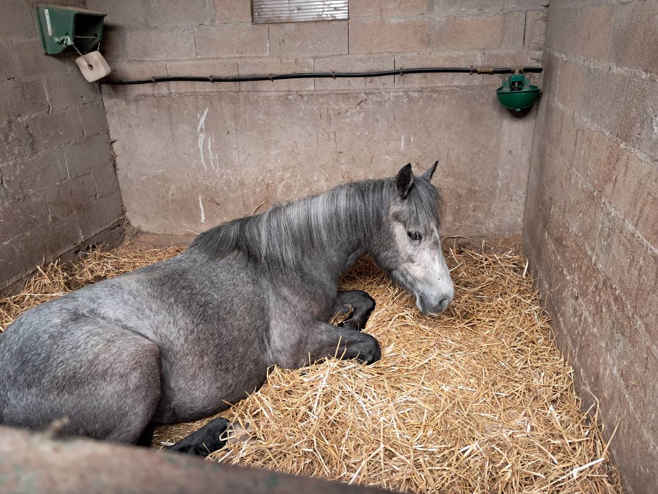 Ponette connemara 4 ans cso cce 