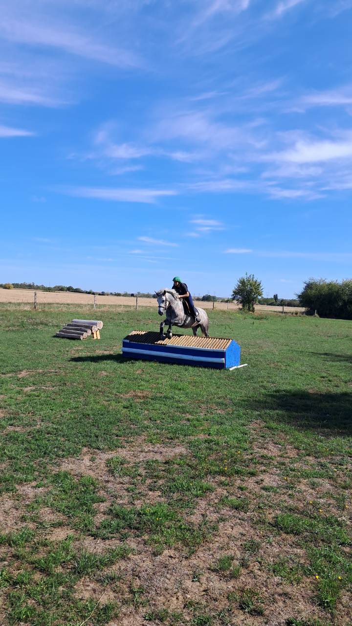 Ponette connemara 4 ans cso cce 